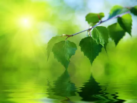 Czy suplementacja betuliną może pomóc w łagodzeniu objawów choroby Parkinsona?