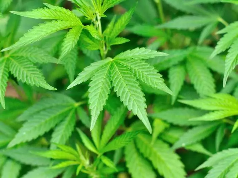 Kannabinoidy („medyczna marihuana”) w terapii chorób – stan obecny i perspektywa, cz. 1